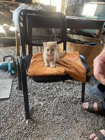 голубей: В добрые руки Котята,из нескольких малышей разных окрасов: - — 4