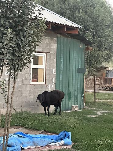 куры простые: Продаю | Овца (самка) | Для разведения — 7