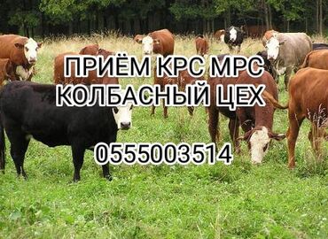 жылкы сатуу: Сатып алам | Уйлар, букалар, Жылкылар, аттар | Союуга, этке, Өзү алып кетүү, Бардык шартта
