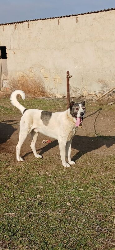 İtlər: Qurdbasar, 2 il, Erkek, Peyvəndli, Rayonlara çatdırılma — 7