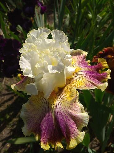 Другие садовые цветы и кустарники: В продаже саженцы сортовых ирисов из личной коллекции Все фото мои! at lalafo.kg — 17 Другие садовые цветы и кустарники: В продаже саженцы сортовых ирисов из личной коллекции Все фото мои! — 17