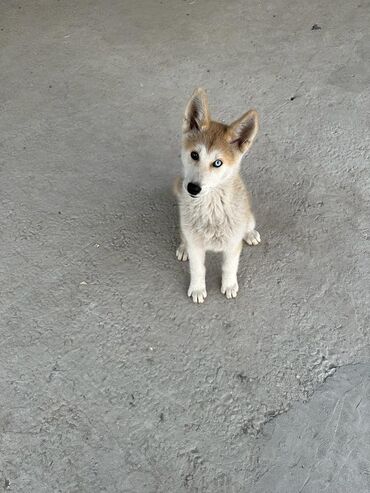 маленький собака: Щенок смеси Акита-Ину и Хаски. Продается щенок 5 месяцев в хорошие