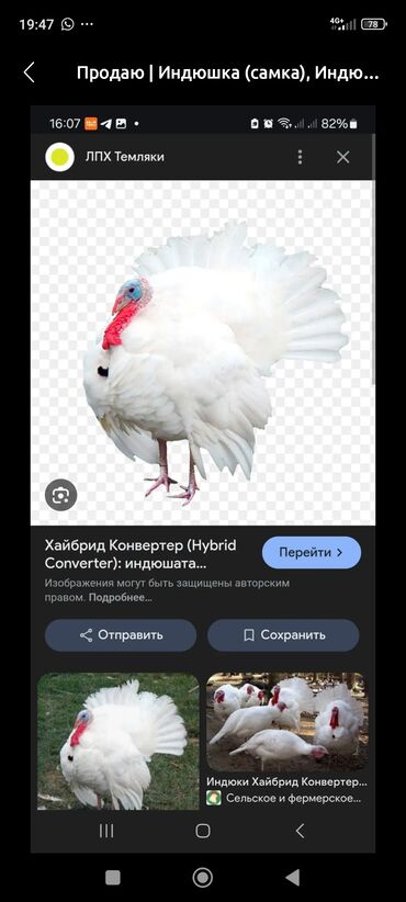сколько стоят утята: Продаю индушат Дато вылупления 06.06.2025 порода хайбрит достигает