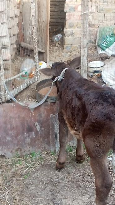 Коровы, быки: Продаю | Бык (самец), Тёлка — 14