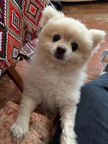 İtlər: Şpitz, 1 il, Erkek — 12