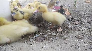 Kənd təsərrüfatı quşları: Muscovy (hinduşka ördəyi) cücələri – sağlam və aktiv bala ördəklər — 2