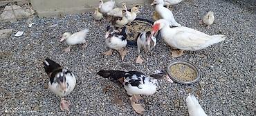 cücə gəncə: Muscovy (Hind) ördəkləri – müxtəlif yaşlarda sürü - Cins: Muscovy — 2
