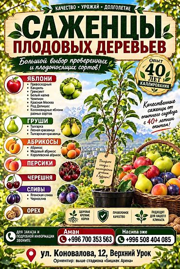Другие фрукты: 🌱🍎 КАЛИРОВАННЫЕ САЖЕНЦЫ ПЛОДОВЫХ ДЕРЕВЬЕВ В ПРОДАЖЕ! 🍎🌱 Опыт -40 лет — 1