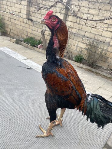 kend toyuqları: Xoruz, Heyratı, il: 2, Ünvandan götürmə, Rayonlara çatdırılma, Ödənişli çatdırılma