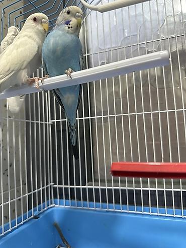 Срочно продаю попугаев с клеткой покупала за 4000 сом!!!!!!!!! at lalafo.kg Срочно продаю попугаев с клеткой покупала за 4000 сом!!!!!!!!!