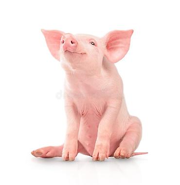 купить клетку для животных: Продаю | Поросенок — 1