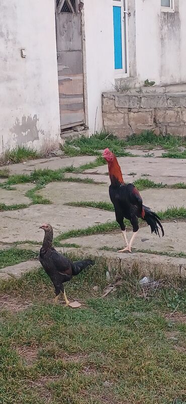 Toyuqlar: Toyuq, Damazlıq, Ödənişli çatdırılma — 14