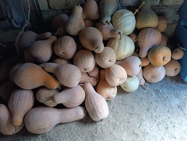 Digər qida məhsulları: Yeməli balqabaq – armud formalı, narıncı-bej rəngli sort Məhsulun