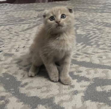 сибирская кошка бишкек: Шотландский вислоухий котёнок, кремовый окрас. 1,5 месяца, к лотку — 2