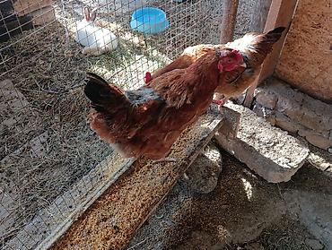 Птицы: 🐣 Продаются крепкие домашние цыплята (помесь отличных пород)Продаю — 11