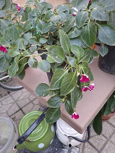 kalistamon gulu: Impatiens (Balsamin) saksı gülü – canlı çəhrayı çiçəklərlə - Bitki — 6