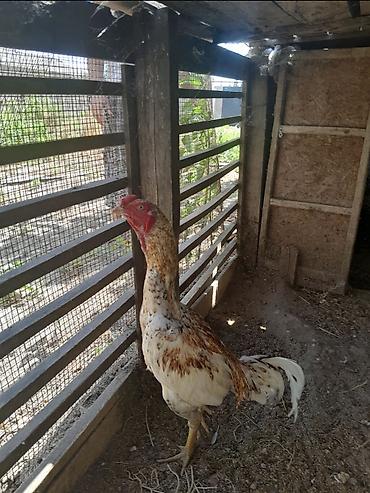 bulbul quşu: Məhsul: Uzunboyun döyüş tipli xoruz Salam 7 ayliqdu qiymetde — 4