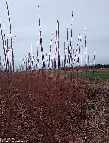 Tinglər: Xurma ağacları satışdadır zəmanətli verilir ağaclar çatdirilma pulsuz — 9