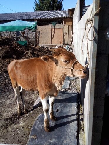 животные корова: Продаю | Тёлка, Музоо, торпок | Алатауская | На откорм, Для разведения | Не стельные