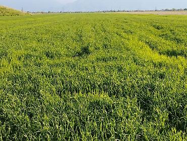 Продажа участков: 400 соток — 7