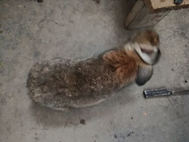 Декоративные кролики: Срочно продается оптом Кролика 4 самки 1 самец парода 3 самка фландр и — 19