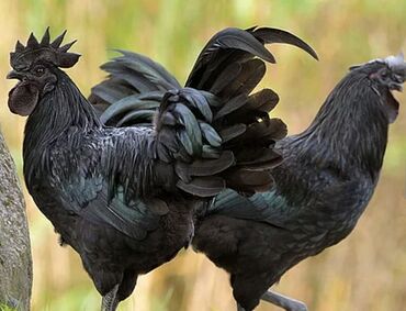 Toyuqlar: Ayam cemani, istədiyiniz sayda hər yaşda növler mövcuddur. real