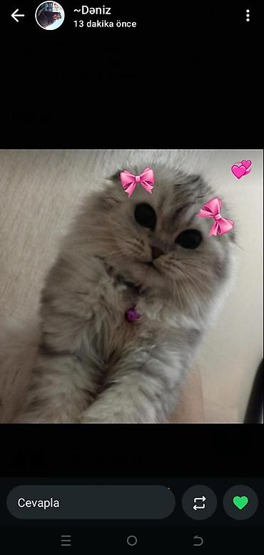 Pişiklər: Britan — 1