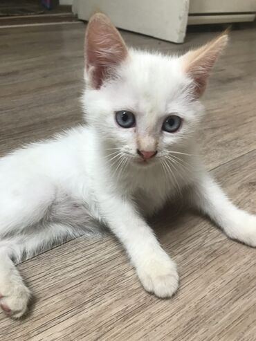 домашние животны: Котёнок с голубыми глазками от домашней сиамской кошки. К лотку
