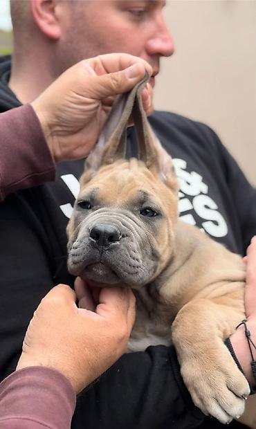 Psi: Dostupni za rezervaciju stenci Cane Corso iz registrovane — 9