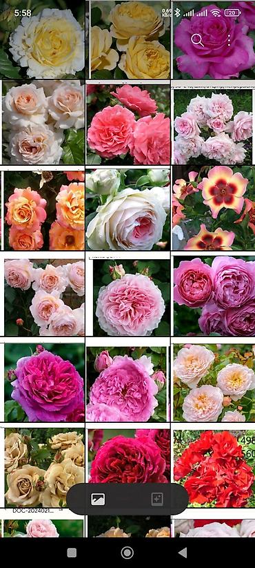 Садовые цветы и кустарники: Корни роз - Крупноцветковая чайно-гибридная роза с — 58