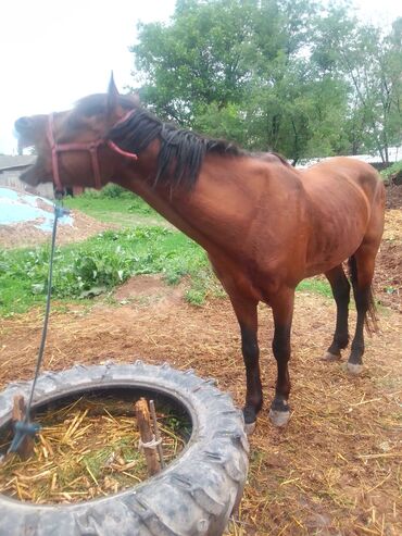 Лошади, кони: Продаю | Конь (самец), Жеребец | Английская, Полукровка | Для разведения, Рабочий, Конный спорт | Племенные — 13