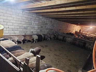 qoyun sekilleri: Hər çəkidə qurbanlıq quzularmız çıxdı satşa isdeyenler önceden sfariş — 4