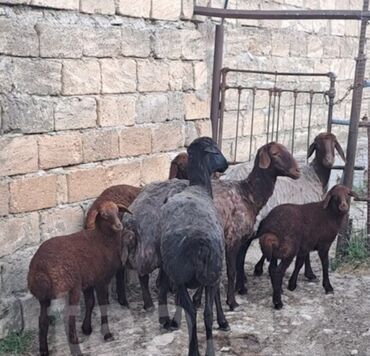 Dişi, Qala, il: 2, Damazlıq, Pulsuz çatdırılma
