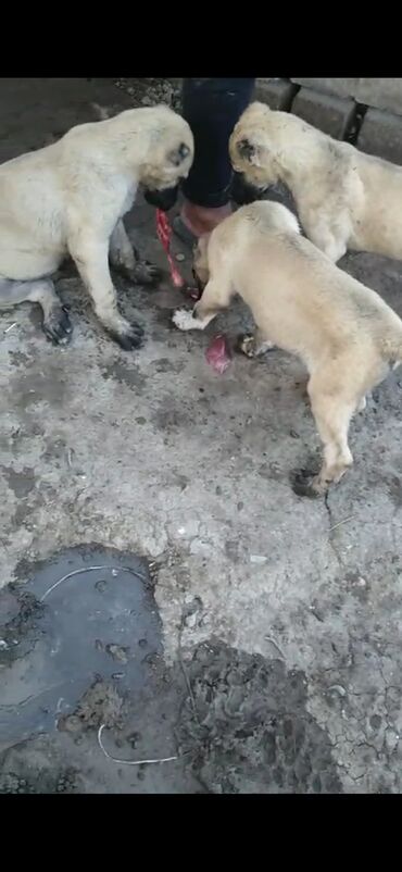 jenşen dermani: Kanqal, 3 ay, Dişi, Peyvəndli, Ünvandan götürmə