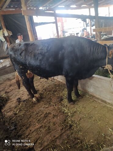 Коровы, быки: Продаю | Бык (самец) | Алатауская | На забой | Племенные