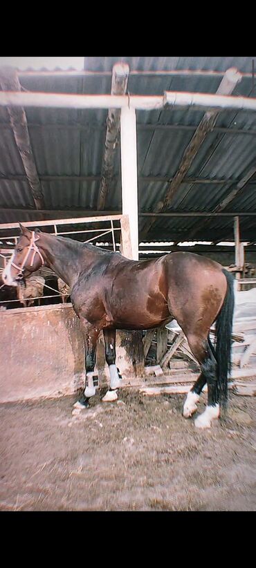 Лошади, кони: Продаю | Конь (самец), Жеребец | Английская | Для разведения, Конный спорт