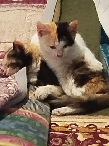 Отдам даром кошку: Котята трёхцветной окраски - Домашние котята с ярким черепаховым и — 9