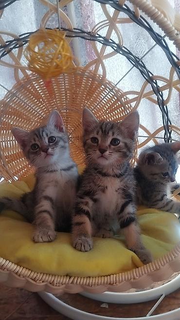 шотландский кошка: Котята тигрового окраса - Пушистые малыши с яркими полосками и — 1