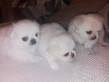 İtlər: Pekines — 11