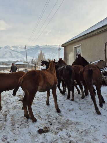 Лошади, кони: Продаю | Жеребенок | Для разведения | Племенные — 7
