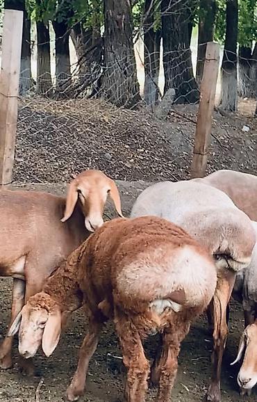 продажа собак бишкек: Продаю | Баран (самец) | Для разведения — 4
