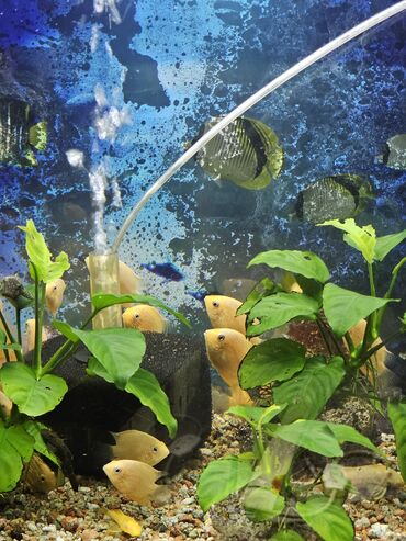 Рыбы: Цихлиды-подростки оптом! - бирюзовая акара - голубой дельфин - — 26