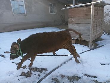 Коровы, быки: Продаю | Тёлка | Для разведения | Привязанные — 7