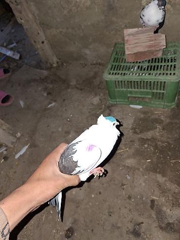 keci seki: Göyərçin – dekorativ və uçuş üçün əlverişli növ - Rəng: əsasən ağ — 2