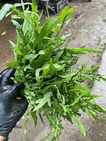 sendvic: Roka (arugula) dəstələri - Təzə yığılmış, iri yarpaqlı roka – kəskin — 1