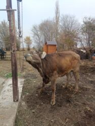 сколько стоит собака породы доберман: Продаю | Тёлка | Швицкая | Для молока, Для разведения | Искусственник