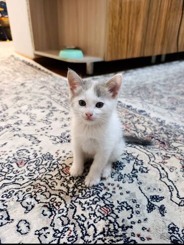 котята сибирской кошки: Кошка даром: Беспородная, 2 месяца, Мальчик, Приучена к лотку