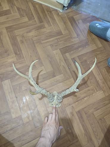 рог большой: Декоративные фигуры, Самовывоз — 1