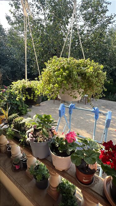 Otaq bitkiləri: Her biri ucuz kimete Gencededi catirma var size yaxin yere ancag — 8