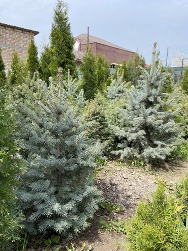 Декоративные деревья: Саженцы деревьев: Ели, Платная доставка, Самовывоз — 6